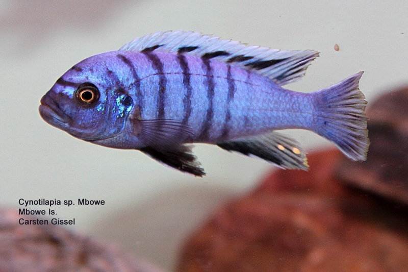 Cynotilapia zebroides 'Mbowe Island'